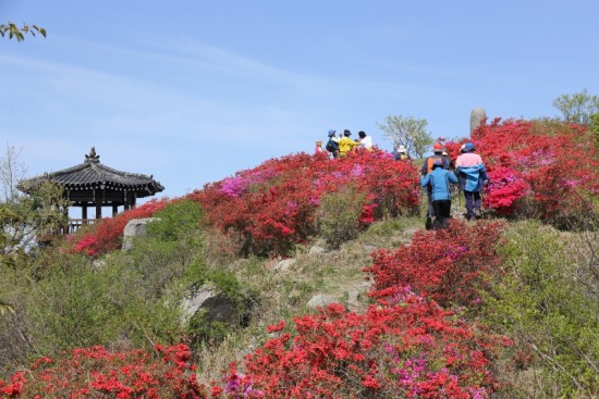 4.장암산 진분홍 꽃들의 향연-1.JPG