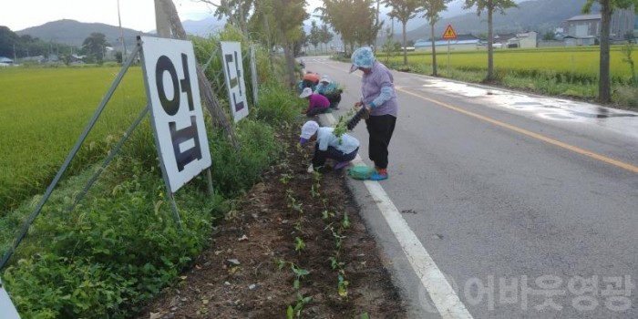 묘량면 영광 이모빌리티엑스포 대비 꽃길조성.jpg