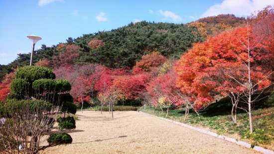 단풍으로 붉게 물든 아름다운 영광 불갑사-1.jpg