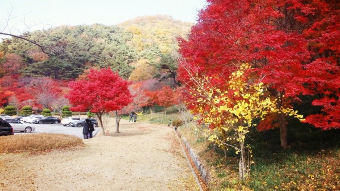 단풍으로 붉게 물든 아름다운 영광 불갑사-3.jpg