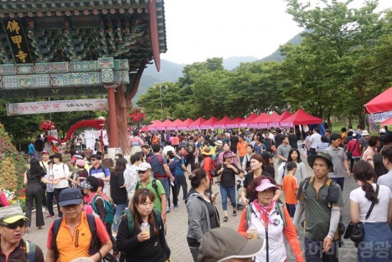 영광불갑산상사화축제, 지역경제 효자 노릇 ‘톡톡’ 3.JPG