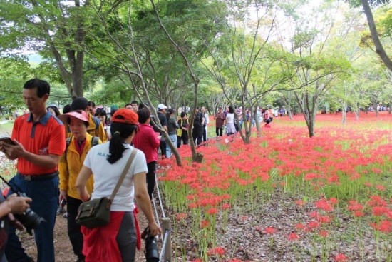 영광불갑산상사화축제, 지역경제 효자 노릇 ‘톡톡’ 1.jpg