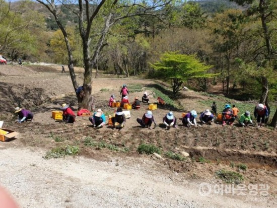 국화식재 사진.jpg