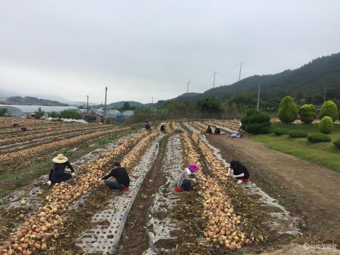 영광군 인구일자리정책실, 농촌일손돕기 동참 3.JPG