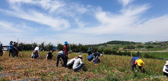 영광군 기획예산실, 투자경제과, 대마면 농촌 일손돕기 발 벗고 나서 1.jpg