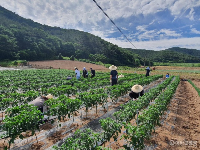 1.보도자료(백수읍 영농철 농촌일손돕기 나서).JPG