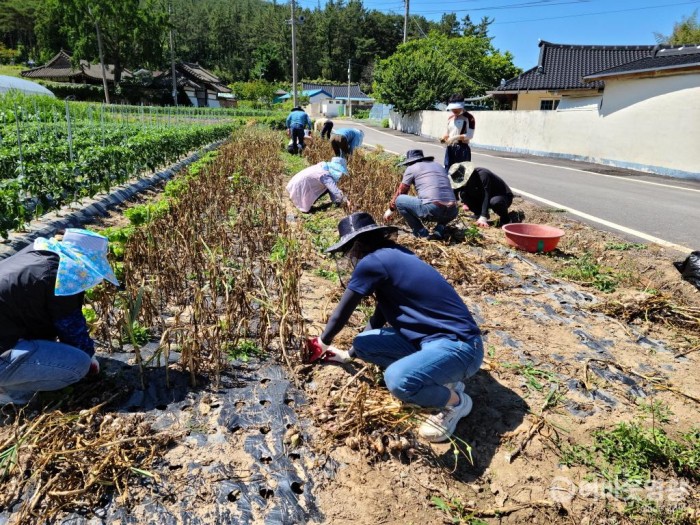 2.보도자료(묘량면, 농번기 맞아 일손 돕기 추진).jpg