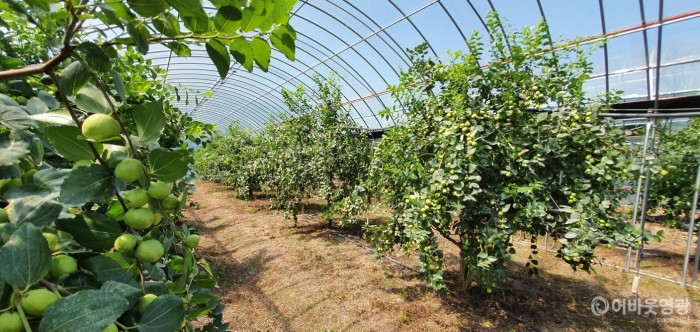 4.영광군 사과대추작목반은 12ha 38농가로 전남에서 가장 많은 회원이 사과대추를 재배하고있다. 9월중순부터 10월말까지 수확 예정이다..jpg