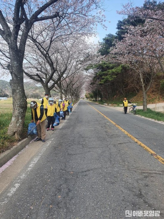 5.불갑면 노인일자리 지원사업 벚꽃길 청소가 한장이다.jpg