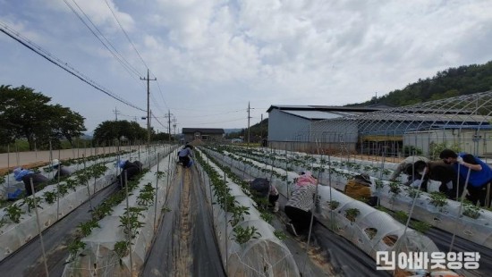 1.염산면 상계리소재 고추재배 농가 방문, 농촌일손돕기 실시.jpg