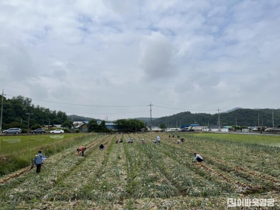 3.영광군청 노인가정과, 농촌일손돕기 실시.jpg