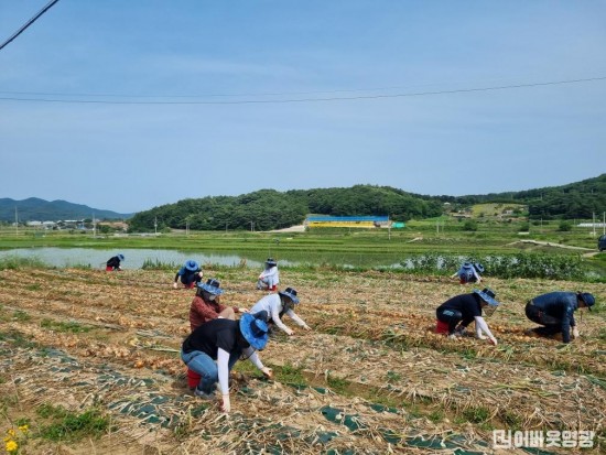 2.영광군 경제에너지과, 농촌일손돕기 실시.jpeg