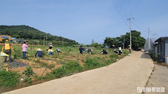 3.일손돕기(영광군 원예축산과 농촌일손 돕기 추진).jpeg