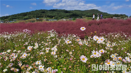 2.사진1(군서면,구절초 꽃과 함께 행복한 가을나들이).png