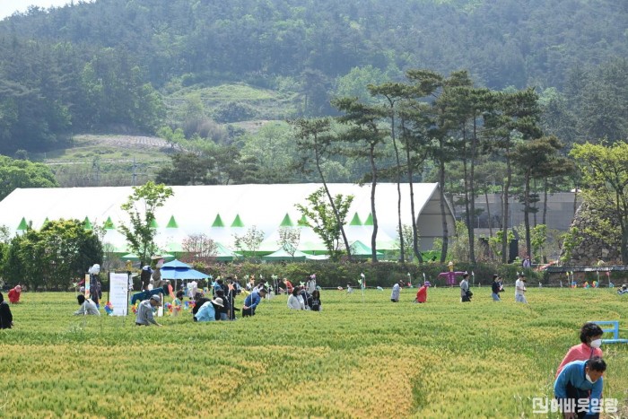 5.사진자료(제9회 영광찰보리문화축제 성황리 마쳐) (2).JPG