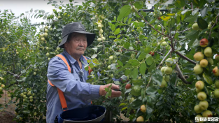 4.사진자료(영광군,사과대추 농가 유기질비료 지원사업 신청 접수).png