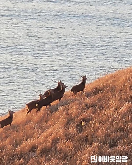 환경부 안마도 꽃사슴 유해야생동물로 지정하고 관리 강화 추진.jpg