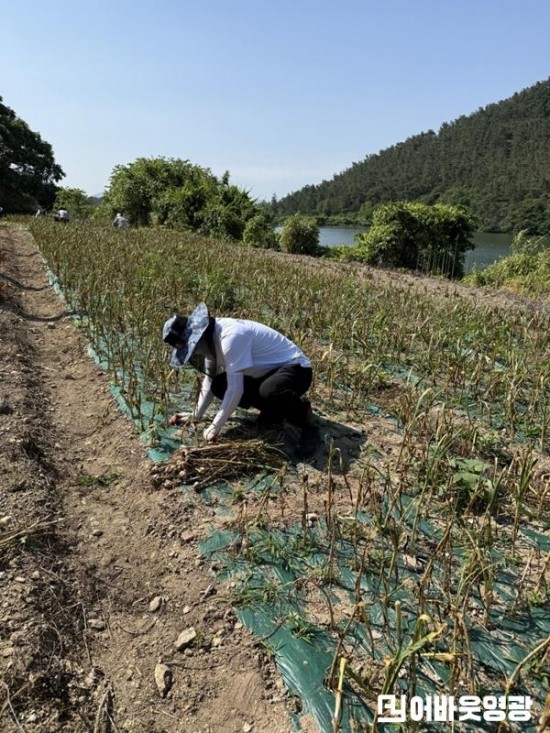 2.백수읍, 농번기 맞아 마늘 수확 (1).jpg