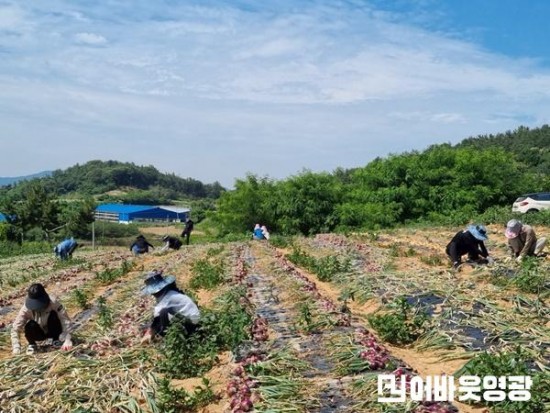 6.영광군 사회복지과, 양파 수확철 맞아 농촌일손돕기 나서 (1).jpg