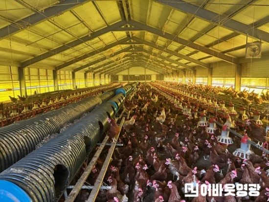 3.영광군, 여름철 가축 재해피해 예방 총력.jpg