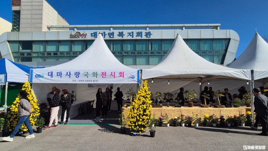 2.사진(대마면 국화동아리 2025 국화전시회 성황리 개최)1.jpg