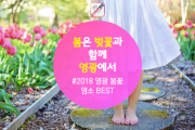 2018 영광 벚꽃 명소 BEST 개화시기는?