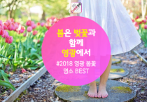 2018 영광 벚꽃 명소 BEST 개화시기는?