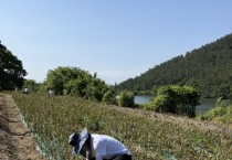 백수읍, 농번기 맞아 마늘 수확