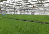 영광군, 양파 육묘 신청접수