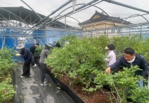 군서면, 영농철 농촌 일손돕기 활동 참여