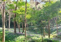 영광 물무산 둘레길,  보랏빛 맥문동 만개… 가을 길목 산책 명소로 인기