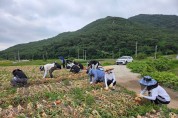 상하수도사업소, 양파 수확 일손돕기로 구슬땀 흘려
