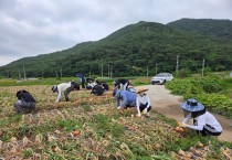 상하수도사업소, 양파 수확 일손돕기로 구슬땀 흘려