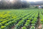 영광군, 가을배추 병해충 확산...적기 방제로 피해 최소화 당부
