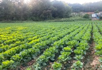 영광군, 가을배추 병해충 확산...적기 방제로 피해 최소화 당부