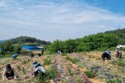 영광군 사회복지과, 양파 수확철 맞아 농촌일손돕기 나서