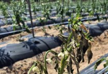 장마철 앞두고 고추 재배 주의보…영광군, 철저한 관리 강조