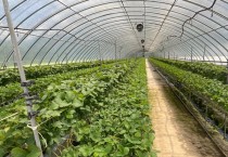 영광군, 고온 다습한 날씨 딸기 육묘 관리 철저 당부