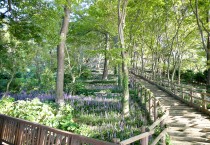 백수해안도로 절벽정원, 만개한 맥문동으로 관광객 시선 사로잡아