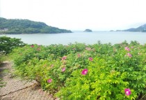 영광 백수해안도로, 해당화 만개…“꽃길 따라 힐링하세요”