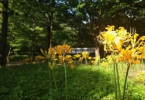 영광 불갑사 관광지 내 진노랑분홍상사화 만개