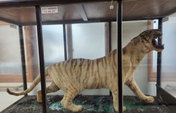 ‘조선의 마지막 호랑이’ 불갑산 호랑이, 고향으로 돌아와야 할 시간