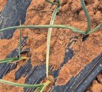 영광군, 양파 노균병 확산 방지를 위한 방제 당부