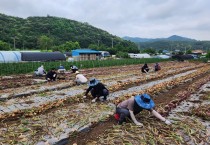 영광군 안전관리과, 무더위 속 양파 수확 농촌 일손돕기 펼쳐