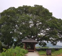 영광군, 마을의 터줏대감 수령 300년 팽나무 등 보호수 추가 지정
