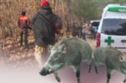군남 용암마을서 주민A씨 멧돼지 습격으로 ‘중상’
