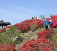 장암산 진분홍 꽃들의 향연