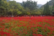 제19회 영광불갑산상사화축제 18일 개막