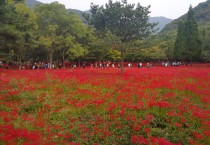 제19회 영광불갑산상사화축제 18일 개막