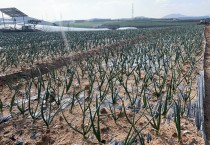 영광군, 급변하는 기후 대비 농작물 관리 철저 당부